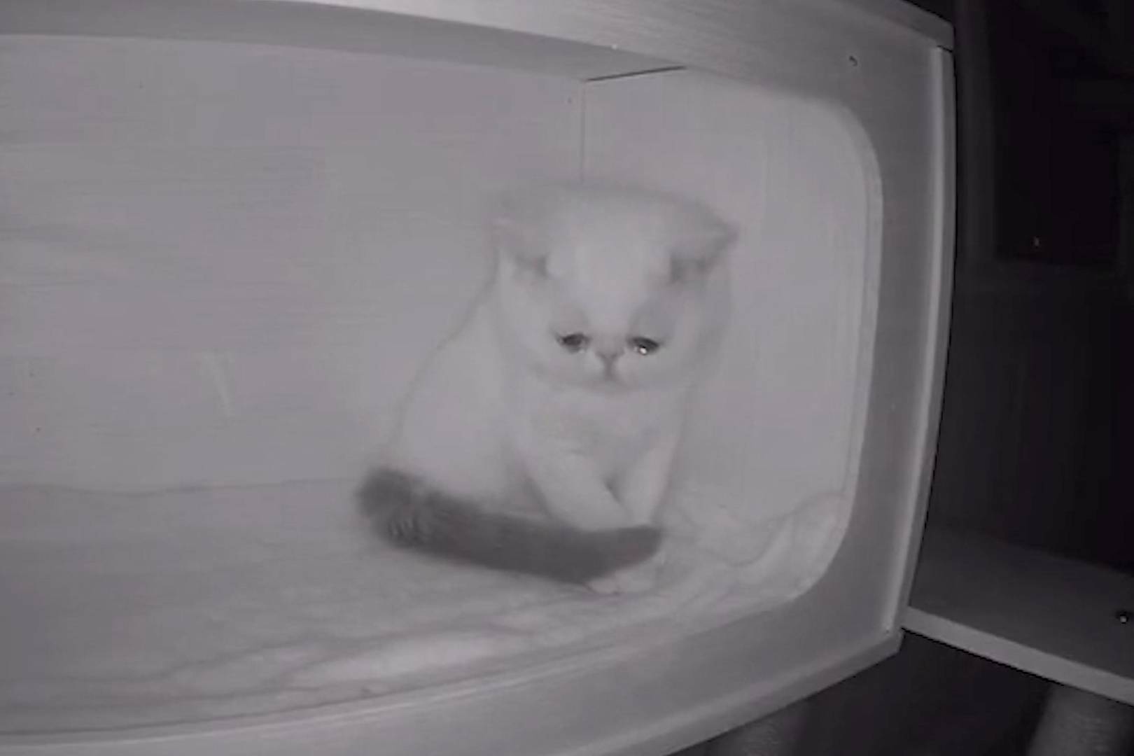 Камера наблюдения сняла безумно грустные кадры, когда котёнок увидел, что  остался один без хозяев