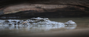В Индонезии из желудка крокодила достали ребёнка