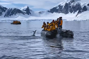 Туристы спасли испуганного пингвина в последний момент, когда тот пытался спрятаться от косаток