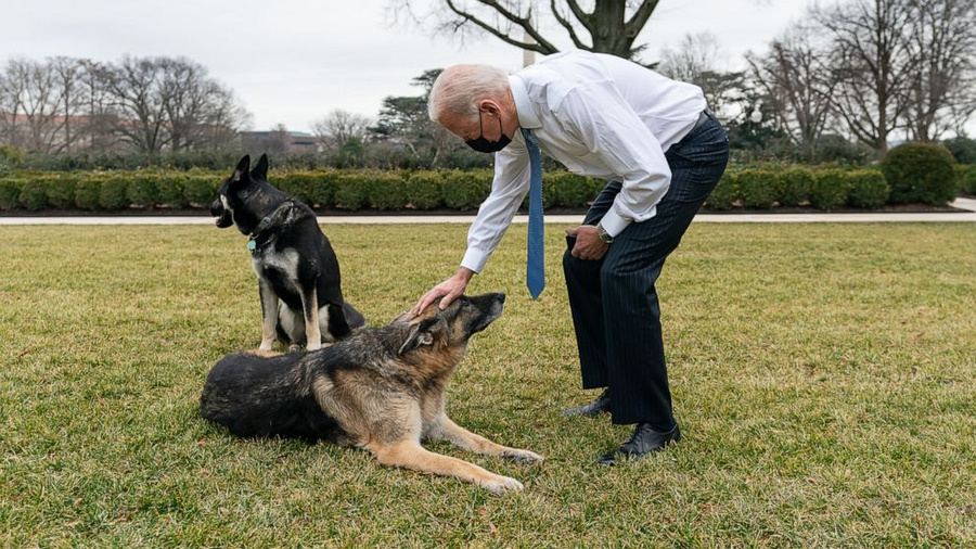 Джо Байден и его немецкие овчарки Мейджор и Чемп. Фото © Adam Schultz / The White House