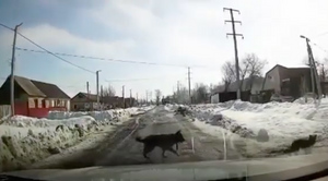 Под Оренбургом водитель спас ребёнка от нападения собаки — видео