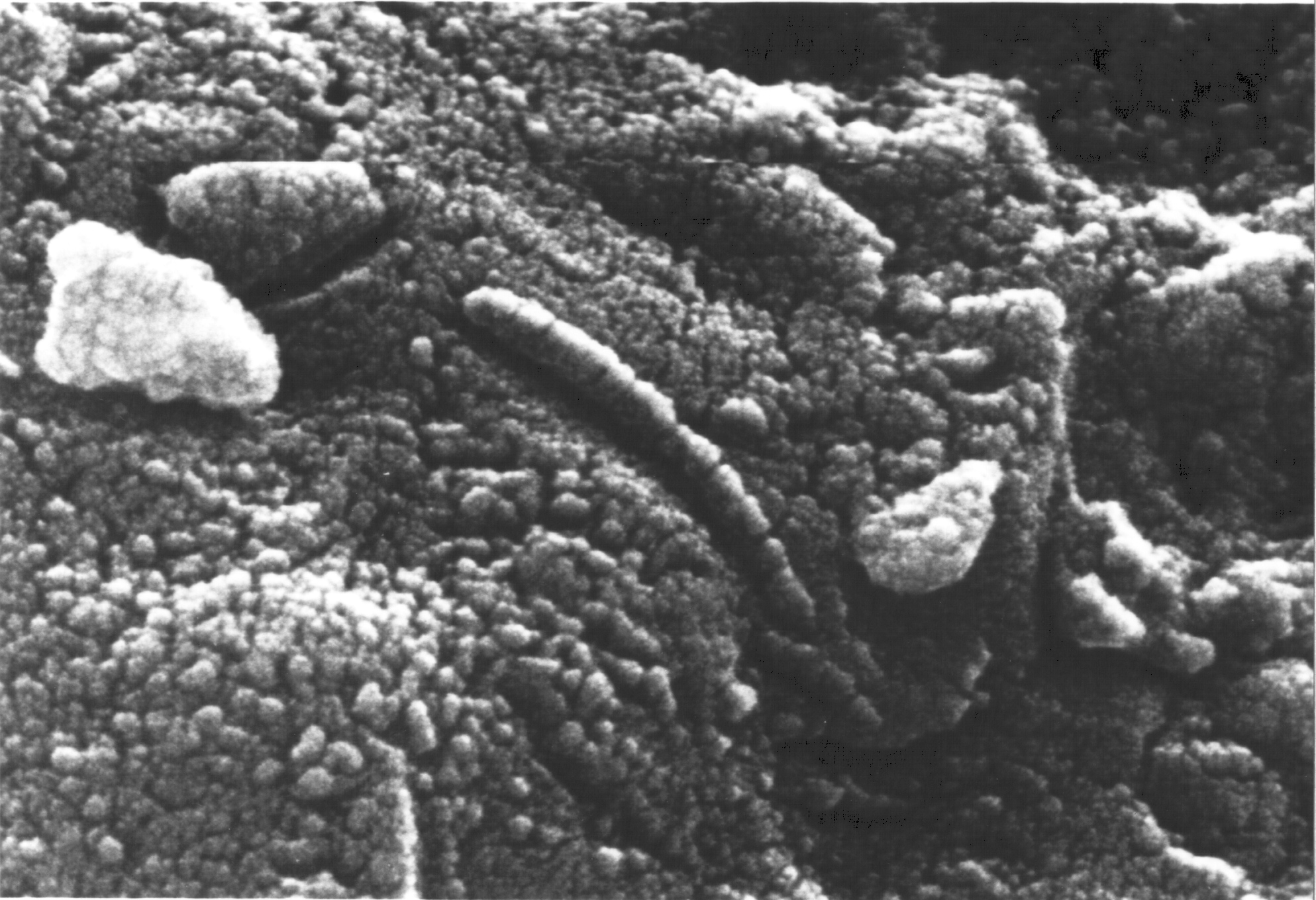 Снимок фрагмента метеорита ALH 84001, сделанный с помощью электронного микроскопа. Фото © Wikipedia