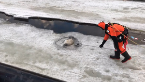 В Петербурге спасатели вытащили из канала исхудавшего тюленёнка — видео