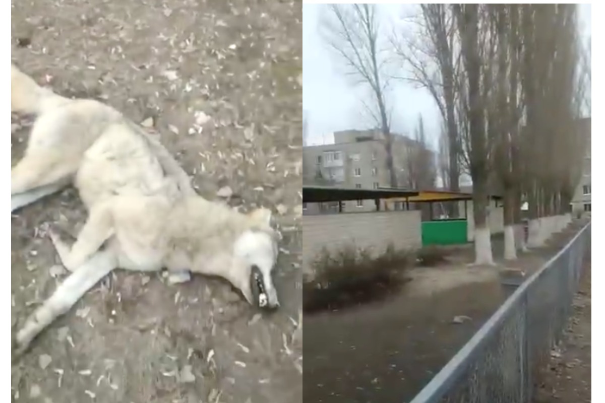 В Борисоглебске бешеная волчица напала на человека возле детского сада — видео