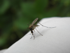 Россиян предупредили о скором нашествии комаров