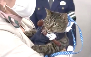 В Японии кошка Коко стала главой полицейского управления, правда, всего на один день