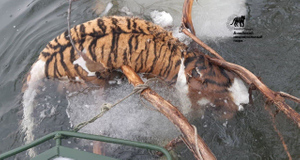 Обезглавленного амурского тигра нашли в Хабаровском крае