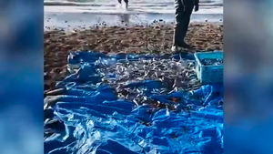 Грязная, но бесплатная: жители Сахалина голыми руками собирают рыбу у берега — видео