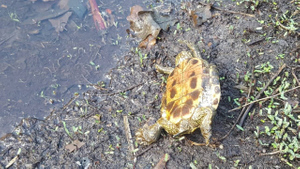 "Животных много, явно мёртвые": В озере под Воронежем погибли несколько десятков черепах — видео