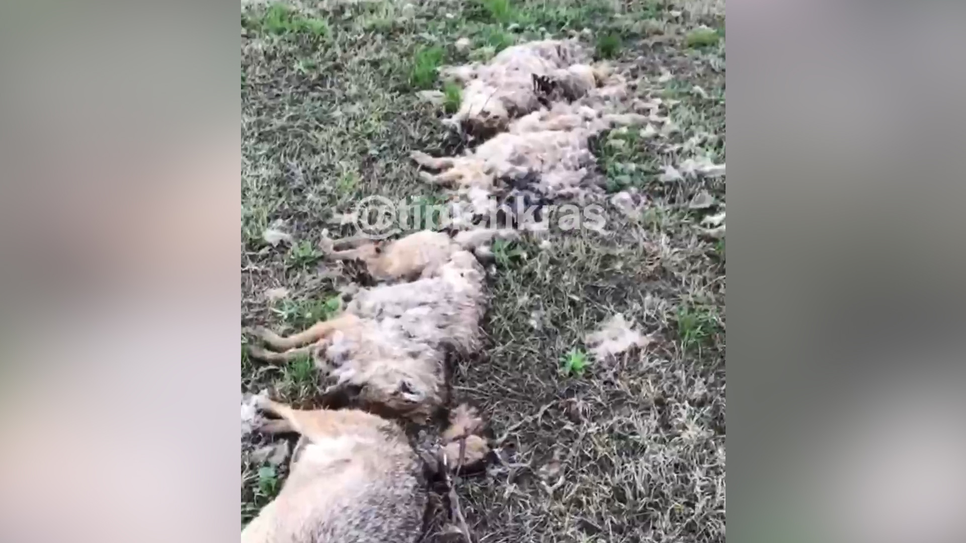 Выложили в ряд: россиян напугала цепочка из мёртвых лис и волков — видео