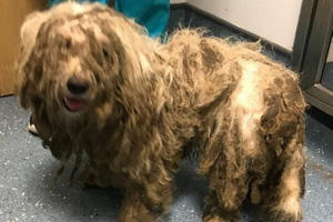Волонтёры отмыли бродячего пса, который не видел из-за грязной шерсти, и удивились его красоте