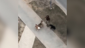 В Москве бойцовский пёс напал на маму с ребёнком и маленькой собачкой — видео
