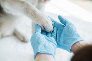 Ветеринар раскрыла, какие домашние животные чаще всего заболевают коронавирусом