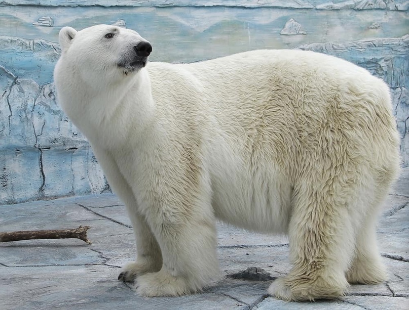В зоопарке Екатеринбурга белый медведь проглотил брошенный посетителем мячик и умер