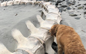 На пляже нашли огромный скелет длиною 11 м, и охотники за лох-несским чудовищем уже знают, чей он