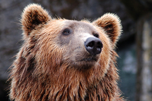 Иностранцам предложили 7 млн рублей за отстрел медведя на Камчатке: эксперт объяснил, из чего складывается эта сумма