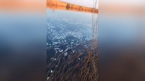 "Косяк до самого дна": На Кубани в одной из заводей массово всплыла дохлая рыба — видео