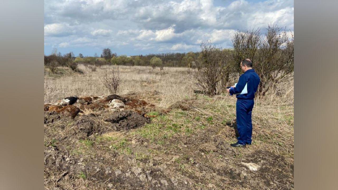 В деревне под Тулой обнаружены мёртвыми около 150 коров