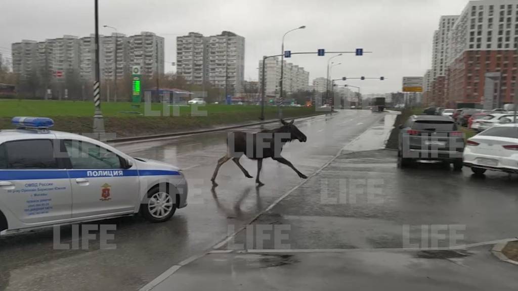На юге Москвы сотрудники ДПС гоняли по улицам дикого лося — видео