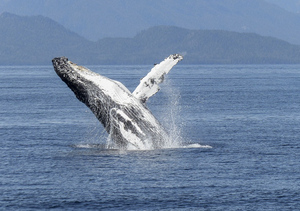 В России хотят запретить вылов китов и дельфинов