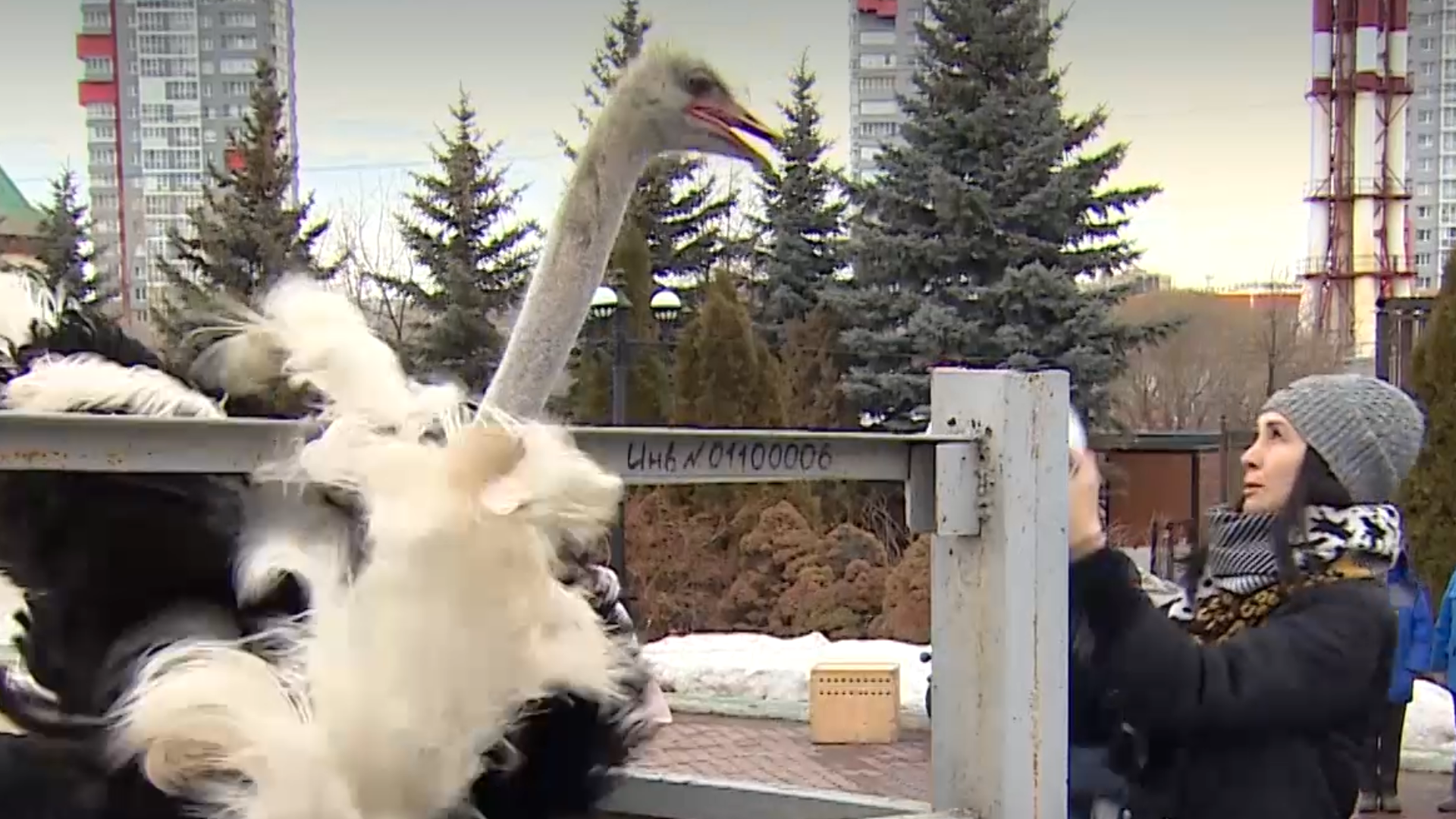 Обогнал бы даже Болта: страус Моисей из Челябинского зоопарка учится играть в футбол — видео