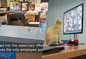 Выпишите им срочно премию: 15 котов на рабочем месте, которые трудятся не покладая лапок