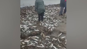 "Признак восстановления популяции": Раскрыты причины массового выброса сельди на берега Сахалина