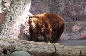 Медведи Роза и Алладин вышли из спячки в Московском зоопарке — видео
