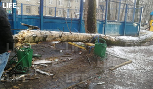 В Москве дерево упало на компанию молодых людей, есть пострадавший — видео