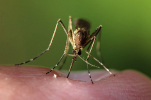 Петербуржцев предупредили о нашествии комаров летом