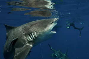 Дайвер нос к носу столкнулся с 4-метровой акулой, и эти кадры могли стать последними в его жизни