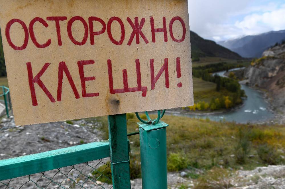 Врач перечислила признаки клещевого энцефалита