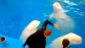 В Сети появилось видео избиения белух тренером Приморского океанариума