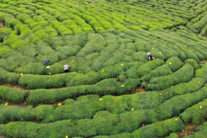 Индийский чай может подорожать по всему миру сразу по двум причинам