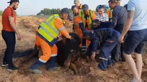 Пермские рабочие спасли увязшую в глине лошадь, момент освобождения попал на видео