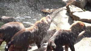Ванны, душ и ледяные торты: в Московском зоопарке показали, как спасают животных от аномальной жары