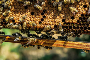 Эксперт рассказала о запахах, вызывающих агрессию у пчёл