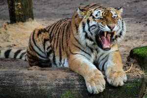 Тигрица выбежала из клетки зоопарка и растерзала работника