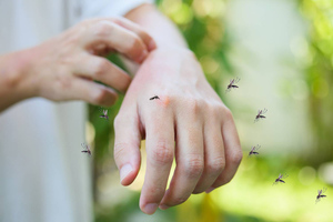 Биолог объяснил, на что ориентируются комары при выборе жертвы