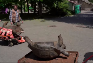 Вверх тормашками в новый вольер: в Московском зоопарке переехали черепахи