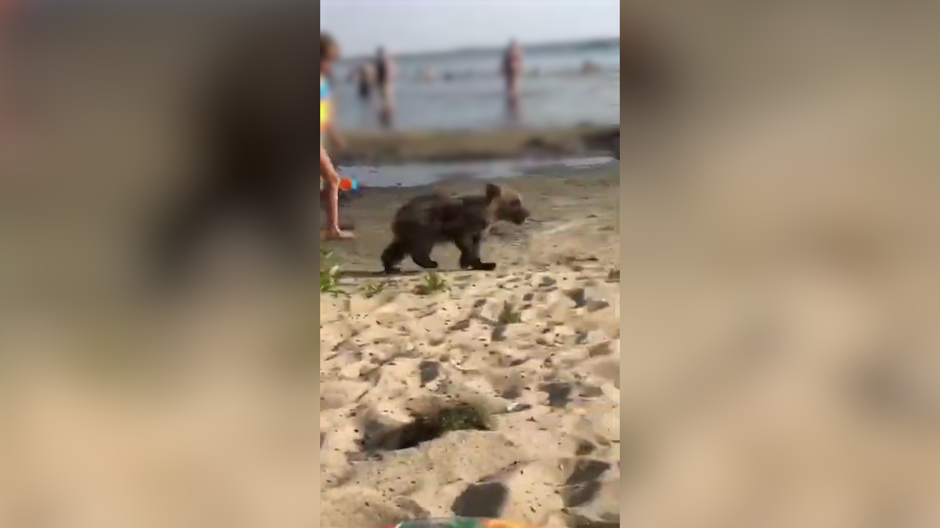 Мужчина выгулял медвежонка на одном из пляжей Челябинска