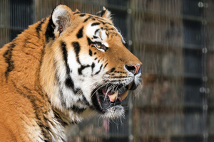Тигры загрызли смотрителя зоопарка и сбежали из вольера