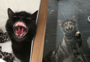 Хозяева разоблачили своих котов, которые настолько громко мяукают, что их можно услышать через фото