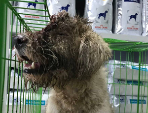 Ветеринары спасли собаку с запущенной раной на голове, и сейчас эту белоснежную красавицу не узнать