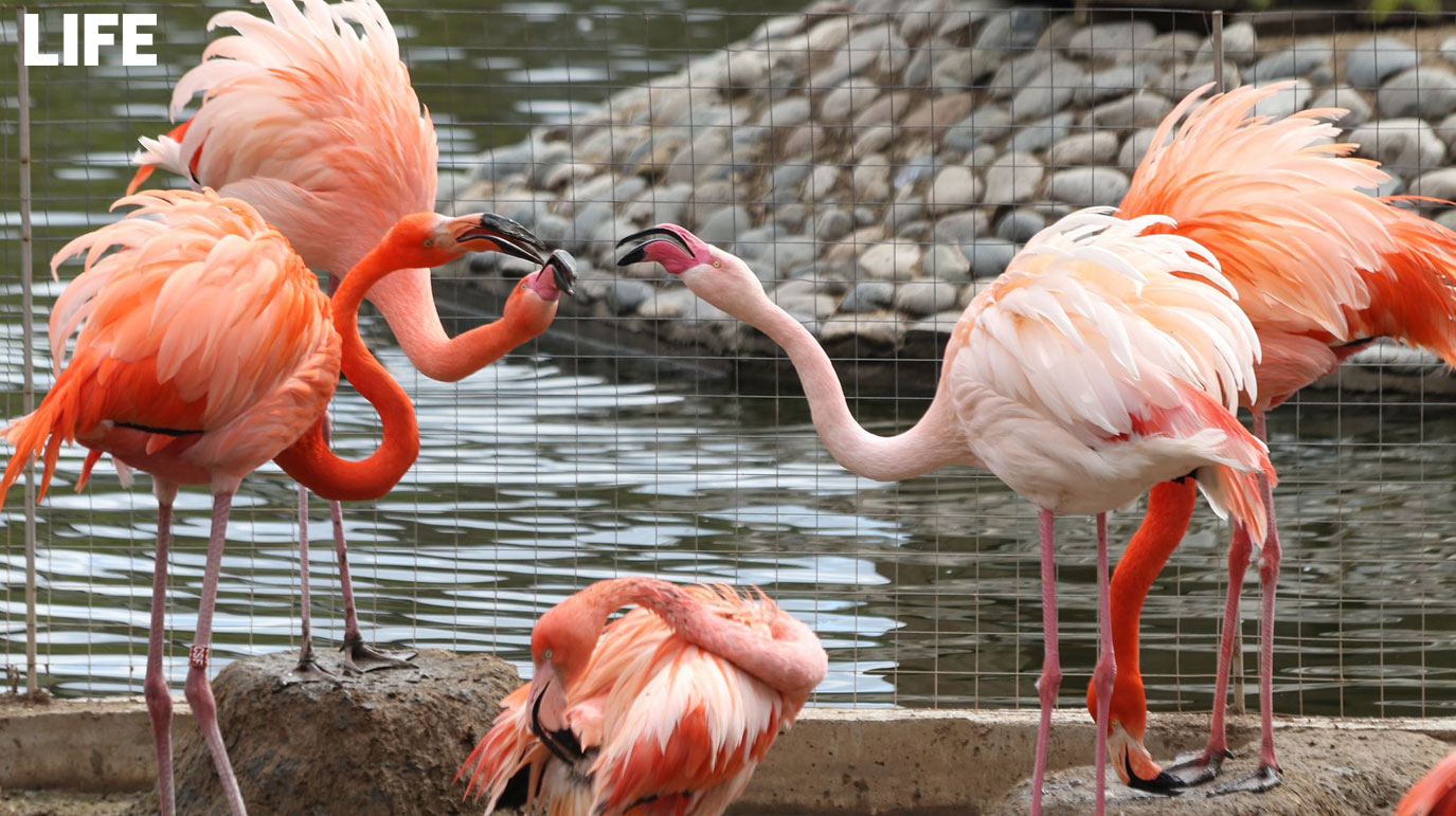В Московском зоопарке фламинго устроили битву за лучшие места в летнем вольере