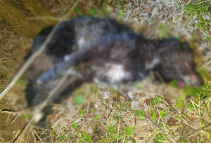 Четырёх бездомных щенков расстреляли в деревне под Калугой