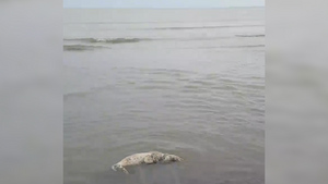 Более 150 краснокнижных тюленей обнаружены мёртвыми на берегу Каспийского моря