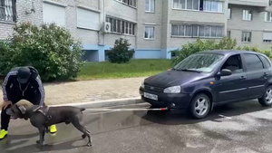 Пёс Фараон из Воронежа протащил машину весом более тонны и установил мировой рекорд
