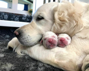 15 фото собак, которые стали мамами и теперь буквально сияют от счастья рядом со своими щеночками
