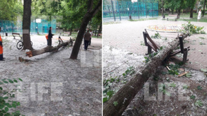 В Москве упавшее дерево сломало лавку и чуть не убило сидевшую на ней 70-летнюю бабушку